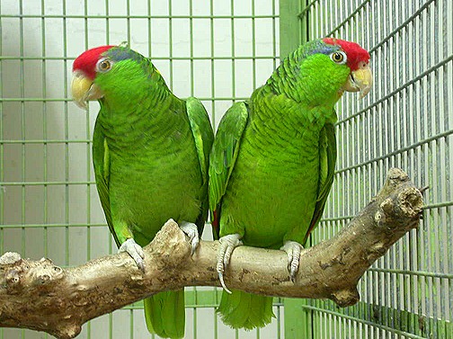 Cherry-Headed Conure parrot