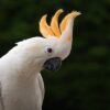 Citron Crested Cockatoo