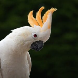 Citron Crested Cockatoo