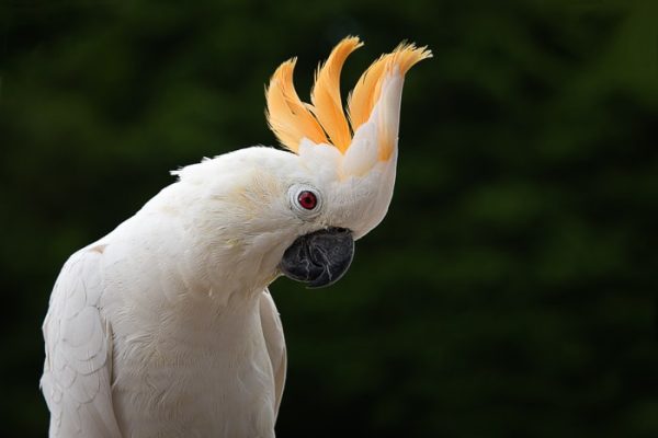 Citron Crested Cockatoo