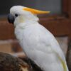Citron Crested Cockatoo