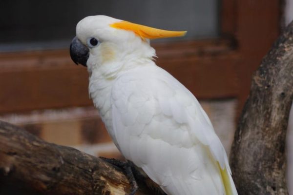 Citron Crested Cockatoo