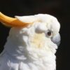 Buy Citron-Crested Cockatoo parrots