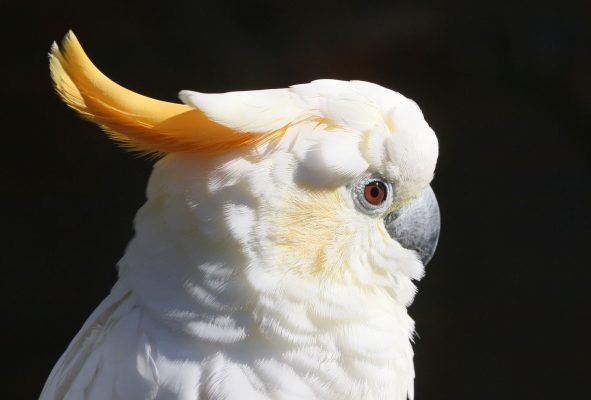 Buy Citron-Crested Cockatoo parrots