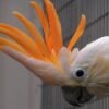 Buy Citron-Crested Cockatoo parrots