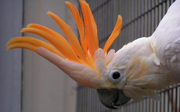 Buy Citron-Crested Cockatoo parrots