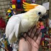 Buy Citron-Crested Cockatoo parrots