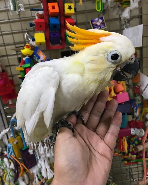 Buy Citron-Crested Cockatoo parrots
