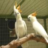 Buy Citron-Crested Cockatoo parrots