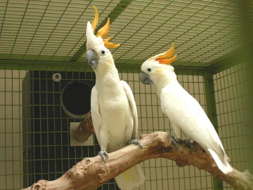 Buy Citron-Crested Cockatoo parrots