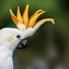 Buy Citron-Crested Cockatoo parrots