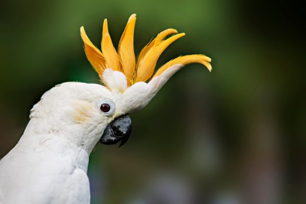Buy Citron-Crested Cockatoo parrots