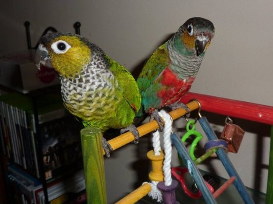 Crimson-Bellied-Conure-1-533x400 Crimson Bellied Conure parrot
