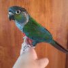Crimson-Bellied-Conure-2-400x400 Crimson-bellied parakeet
