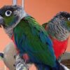 Crimson-Bellied-Conure-3-534x400 Crimson-bellied parakeet