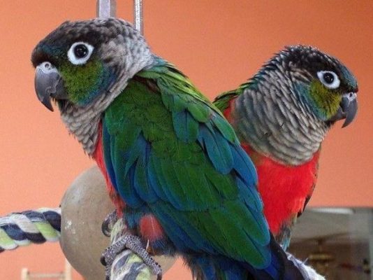 Crimson-Bellied-Conure-3-534x400 Crimson-bellied parakeet