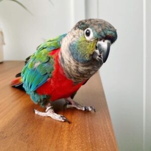 Crimson Bellied Conure parrot