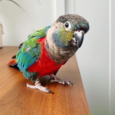 Crimson-Bellied-Conure-400x400 Crimson Bellied Conure parrot