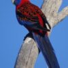Crimson-Rosella-2-600x800 Stunning Crimson Rosella Parrots for Sale