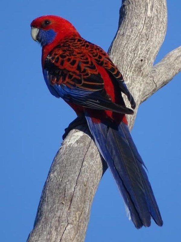 Crimson-Rosella-2-600x800 Stunning Crimson Rosella Parrots for Sale