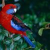 Crimson-Rosella-600x393 Crimson Rosella