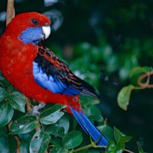 Crimson-Rosella-600x393 Crimson Rosella