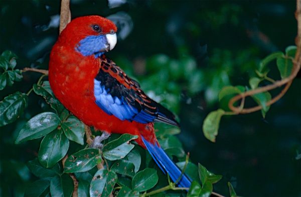 Crimson-Rosella-600x393 Crimson Rosella