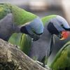 Derbyan Parakeet Parrots for sale