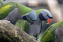 Derbyan Parakeet Parrots for sale