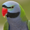 Derbyan Parakeet for sale