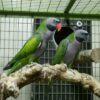 Derbyan Parakeet Parrots for sale