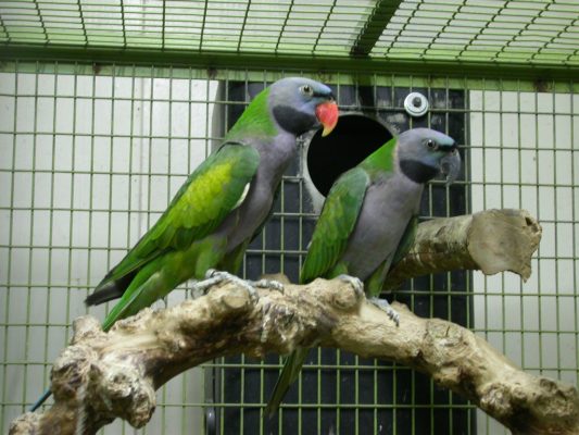 Derbyan Parakeet Parrots for sale