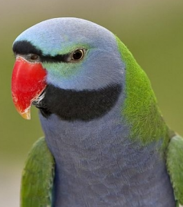 Derbyan Parakeet for sale
