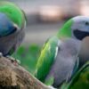 Derbyan Parakeet Parrots for sale