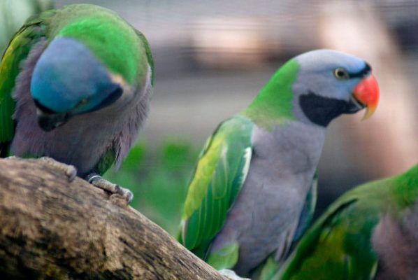 Derbyan Parakeet Parrots for sale