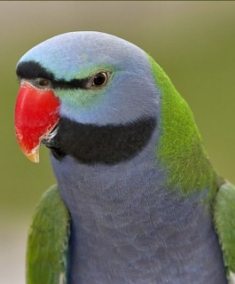 Derbyan Parakeet for sale