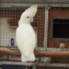 Buy Ducorps Cockatoo parrots