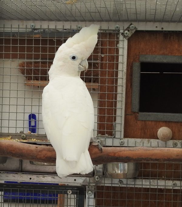 Buy Ducorps Cockatoo parrots