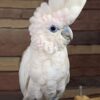 Buy Ducorps Cockatoo parrots
