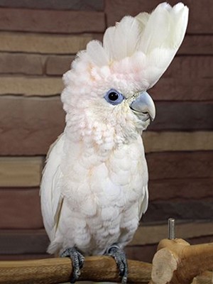 Buy Ducorps Cockatoo parrots