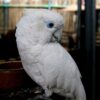 Buy Ducorps Cockatoo parrots