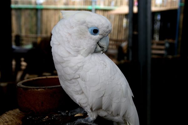 Buy Ducorps Cockatoo parrots