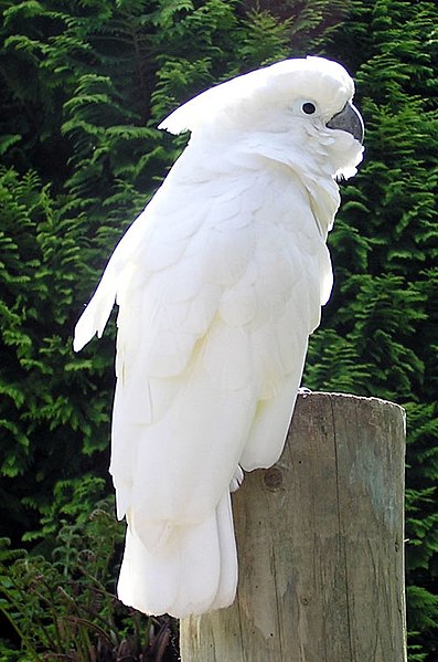 Ducorps Cockatoo