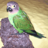 Dusky-headed parakeet for sale