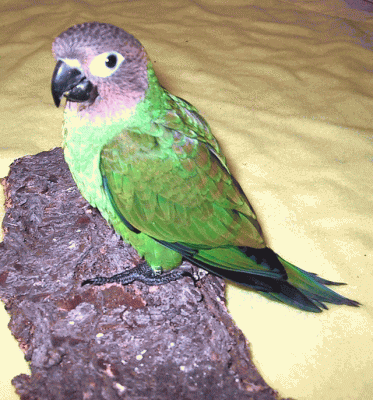 Dusky-headed parakeet for sale