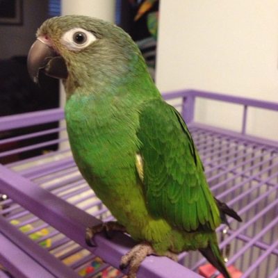 Dusky-Headed Parakeet parrot