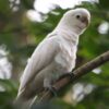 GOFFINS-COCKATOO-1-600x750 Goffins Cockatoo