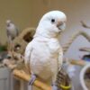 GOFFINS-COCKATOO-2 Goffins Cockatoo