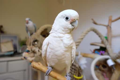 GOFFINS-COCKATOO-2 Goffins Cockatoo