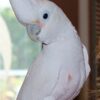 GOFFINS-COCKATOO-3 Handfed Goffin Cockatoo for Sale